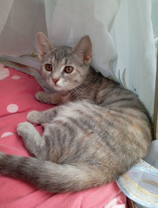 Бесплатно котята