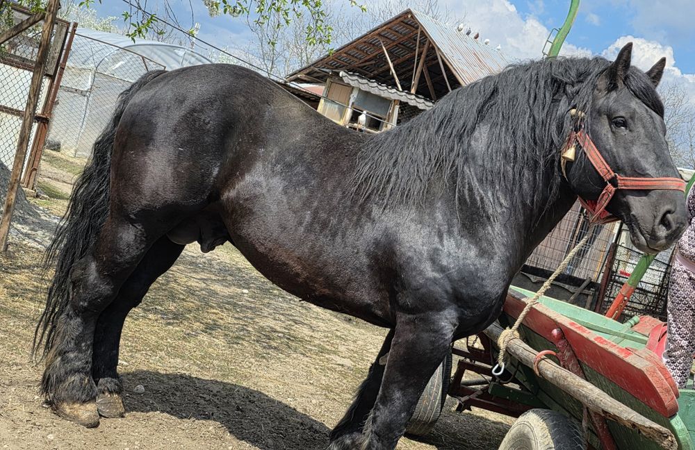 Armăsar de vânzare