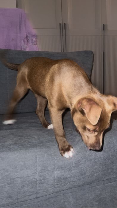 Продам щенка породы Американский питбультерьер