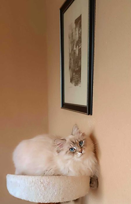 Pisici de rase Siberian cu pedigree Neva Masquerade