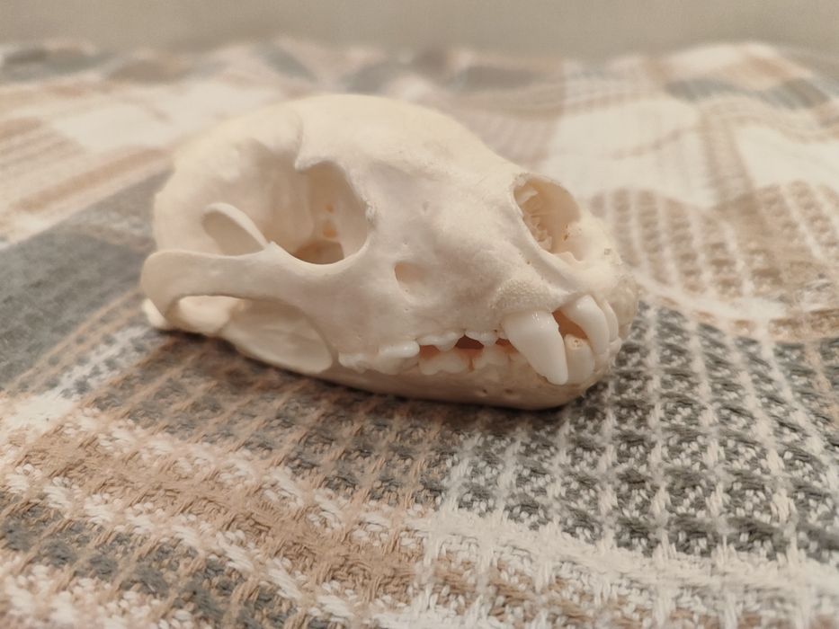 Череп росомахи (имитация)