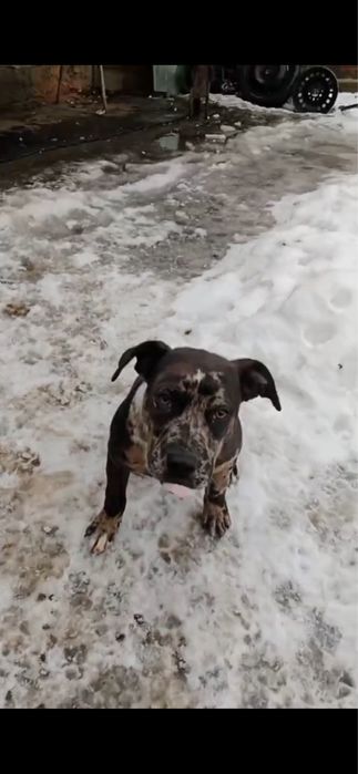 пит бултерер щенка