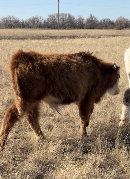 Продам бычка 6месяцев