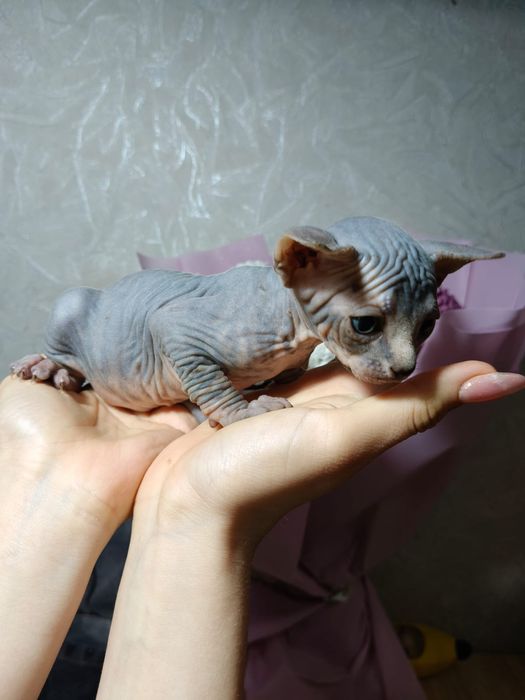 Канадские котята сфинкс