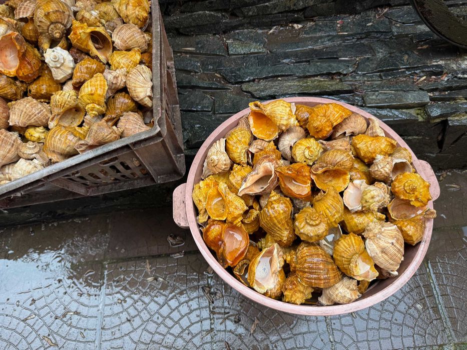 продавам лакирани рапани за домашни потреби