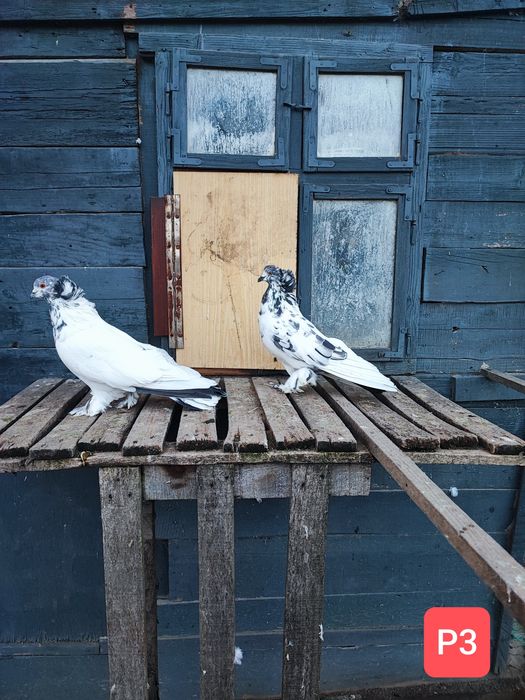 Uriași Maghiari de vânzare