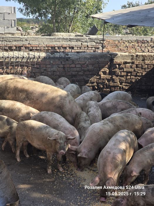 Продавам прасенца и прасета