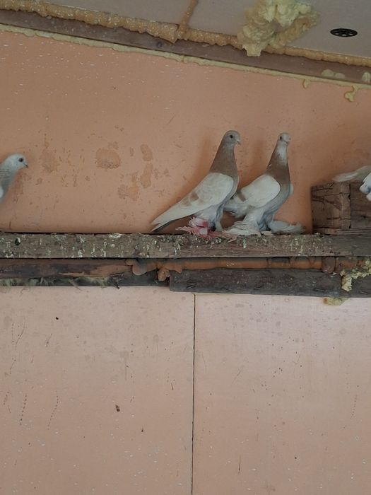 Продам голубей самцы