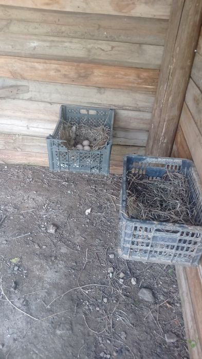 Японский куры карлик