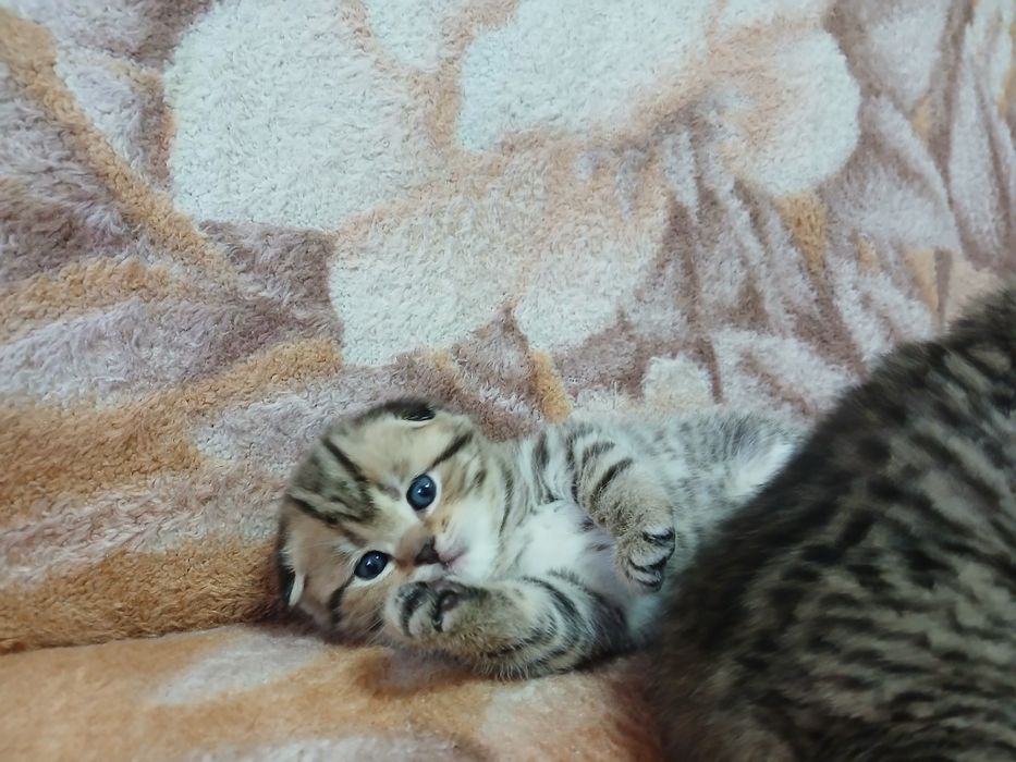 Продаются котята