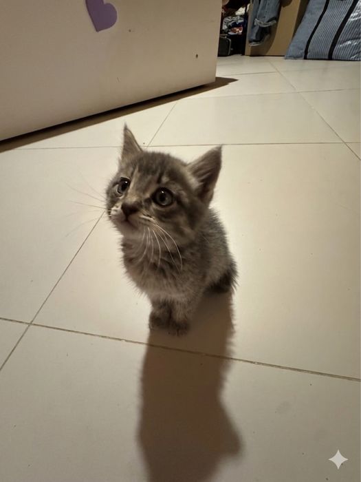 Отдаем котенка в добрые руки