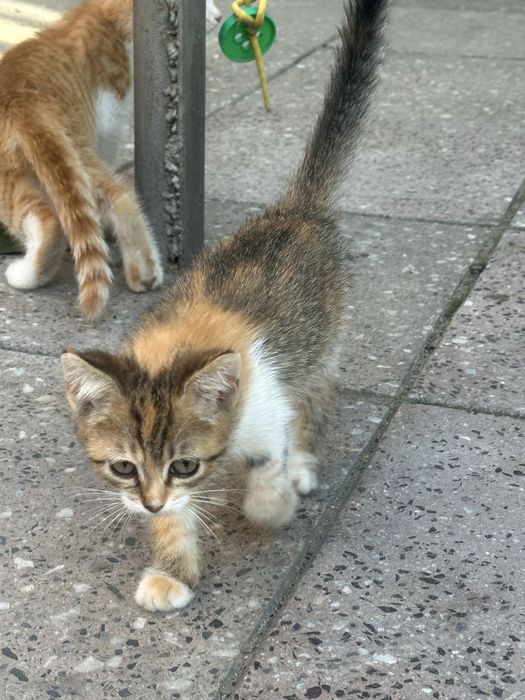 СРОЧНО отдаем котят в добрые руки!!