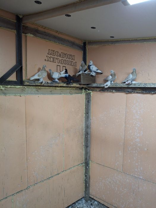 Продам голубей игра гребля тяга