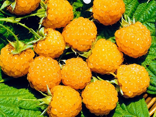 Плодово - ягодные кустарники