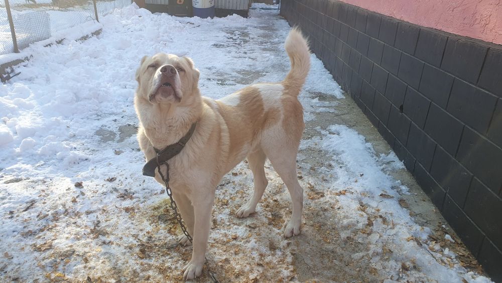 Продам кабеля боицовых кровей