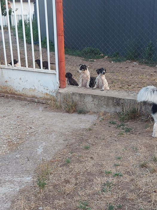 Подарявам кученца