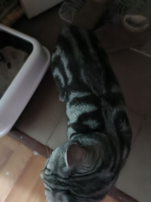 Мысық сатамын 250 000