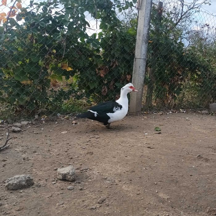Rate si ratoi lesesti de vanzare