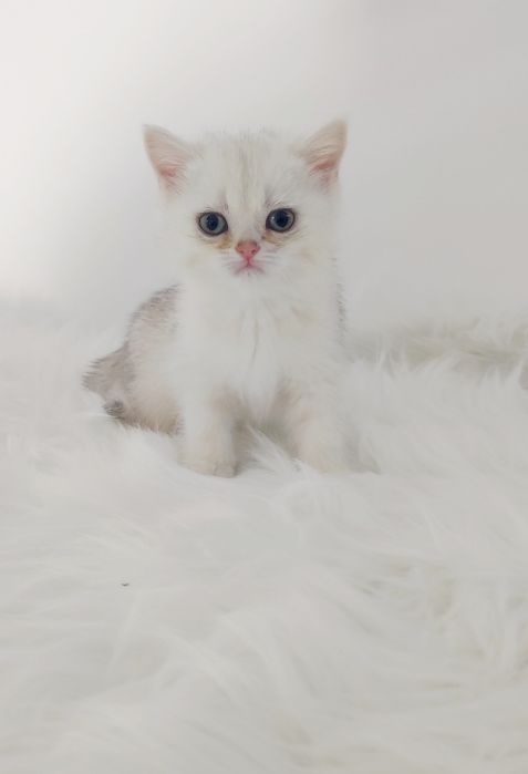 Кошечка БритаНка 2 мес