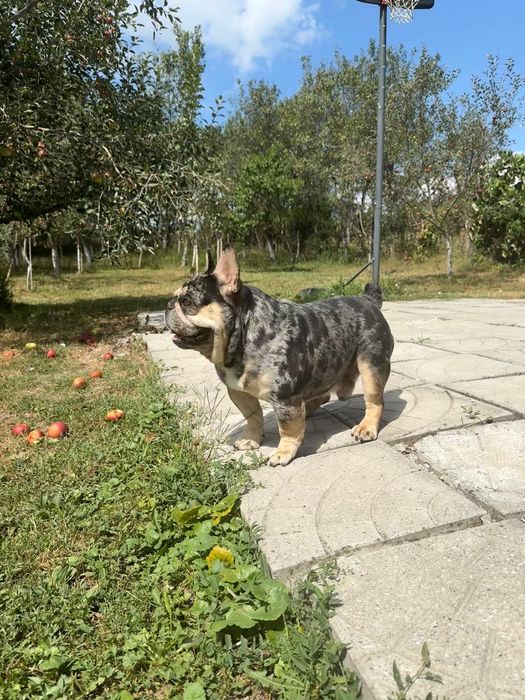 Bulldog francez merle