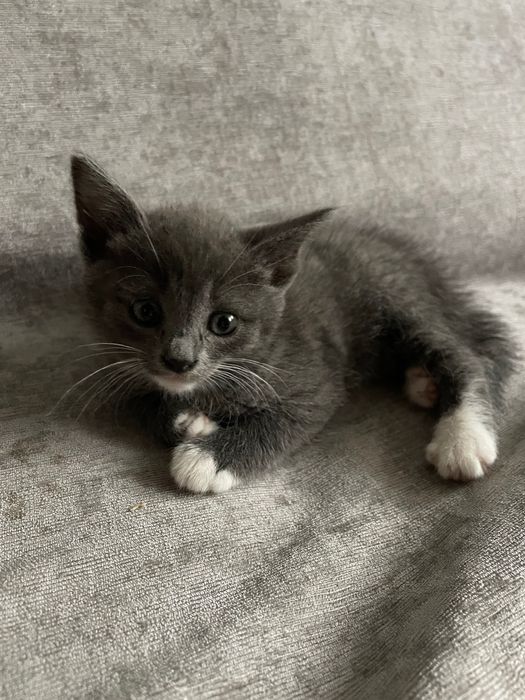 Котенок ищет забот