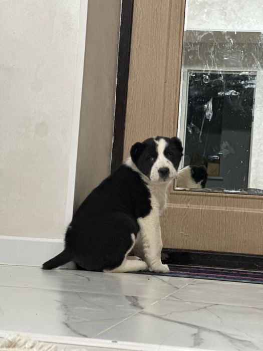 алабай күшік ит алабай