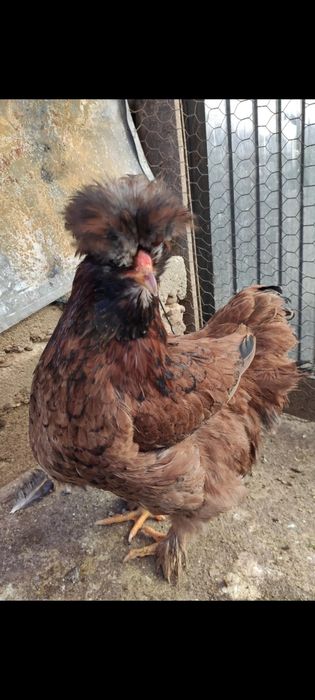 Schimb găină moțată