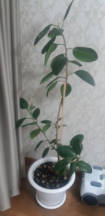 Продается фикус  .