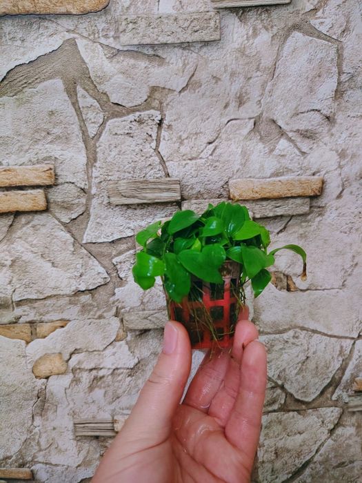 Анубиас нана  Anubias nana 'Petite' аквариумные растения.