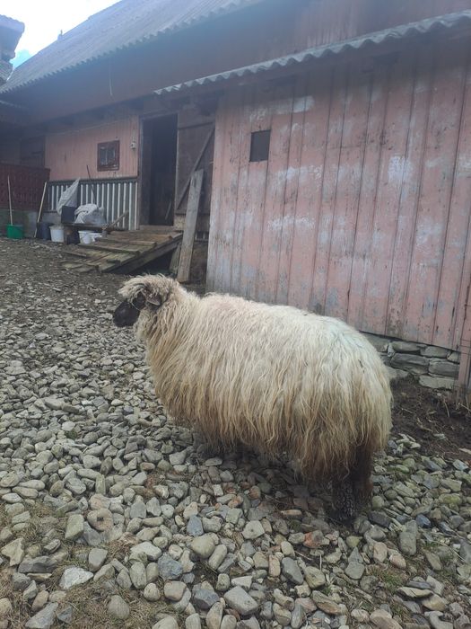 Vând oi bucălăi!!