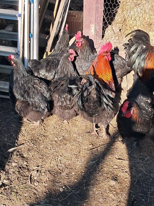 Marans Negru Arămiu