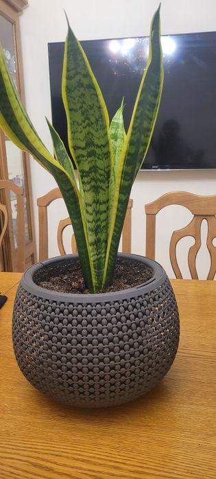 Продам цветок Сансевиерия