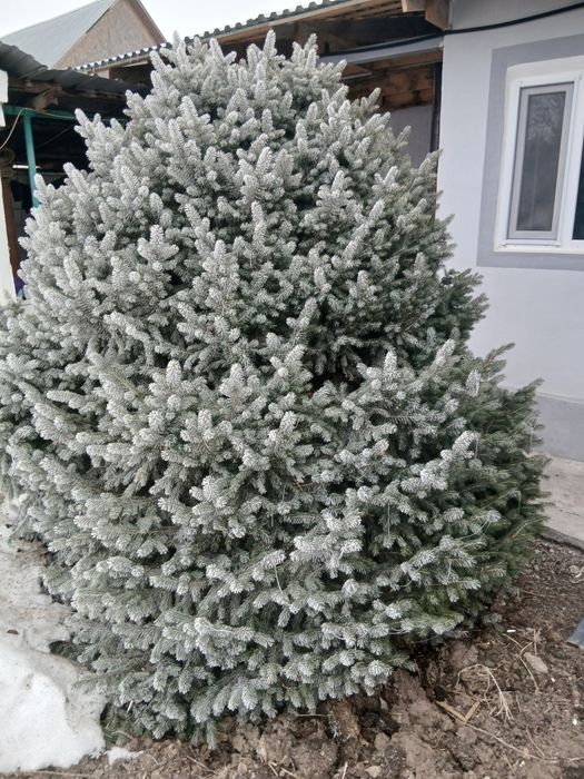 Продам елку пышную
