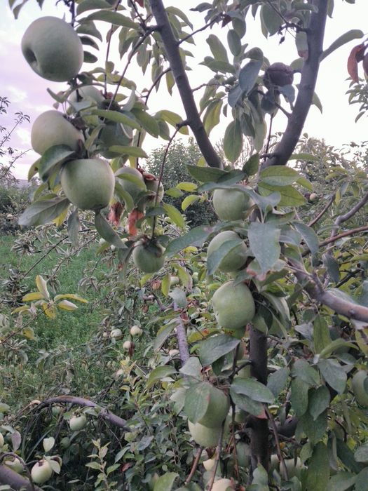 Semeranka olma bog‘dan