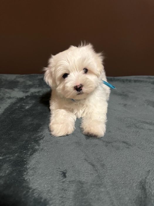 Bichon maltez mini toy baietel