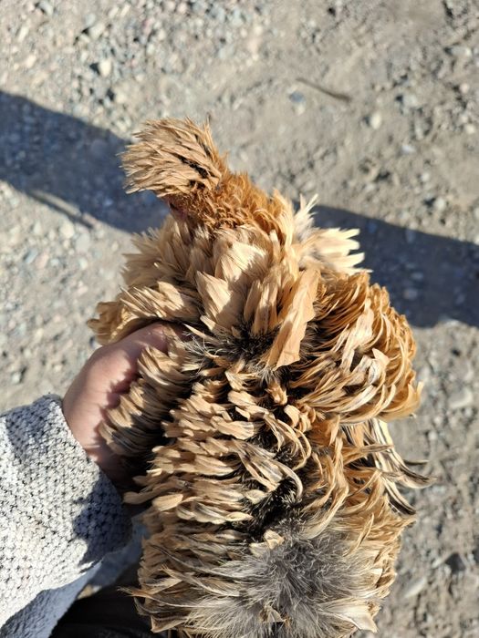 Куры карликовые, карлики