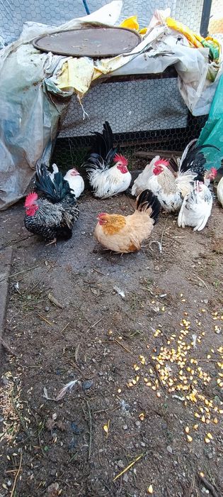 Cocosi chabo de anu asta