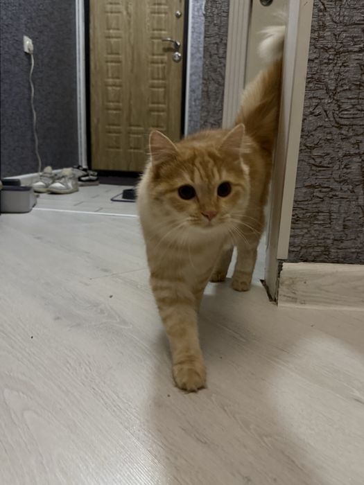 Отдам котика в добрые руки