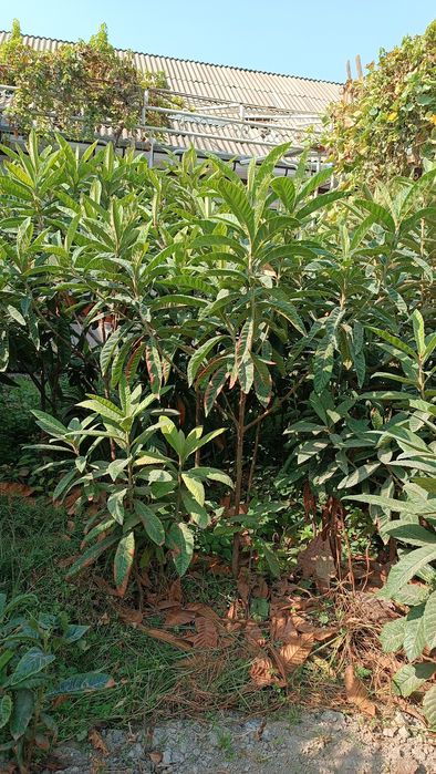 Mushmula mevali darxtlar