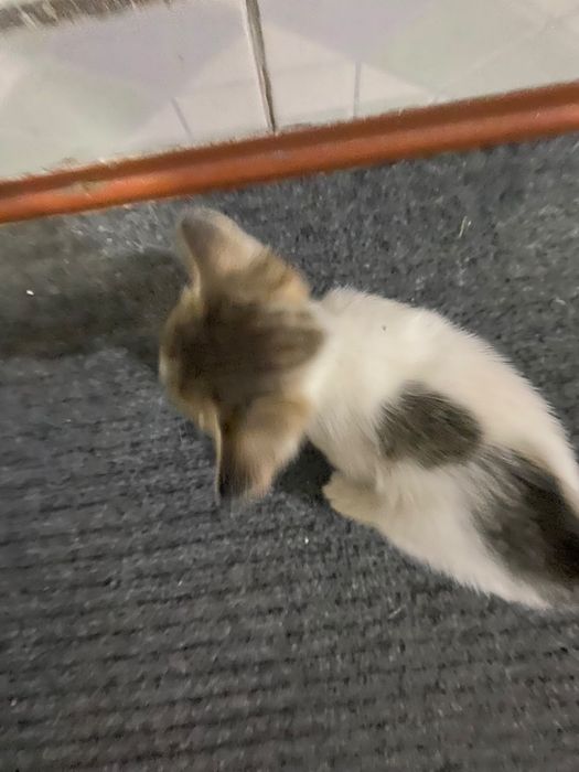 Отдам котят даром