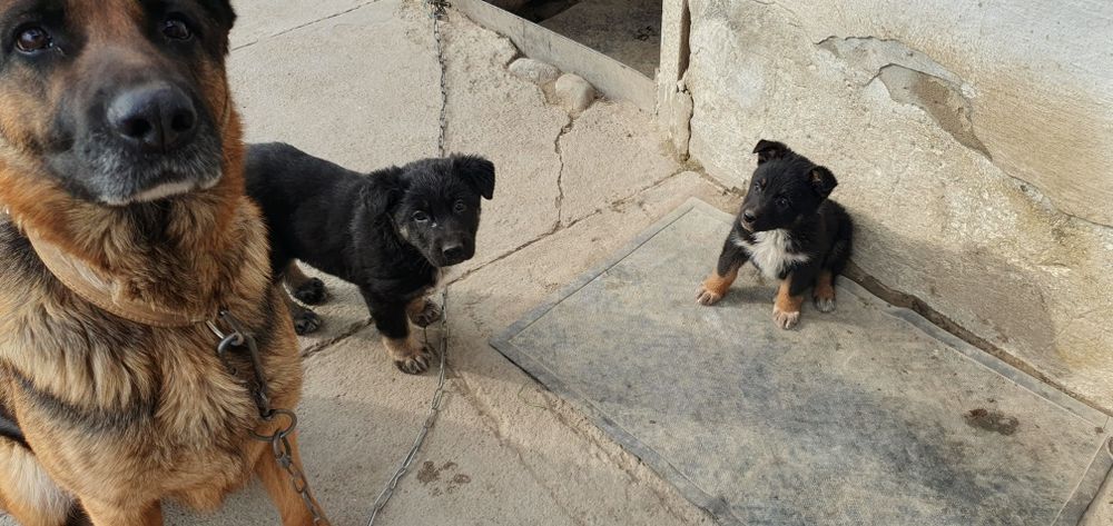 Щенки немецкой овчарки