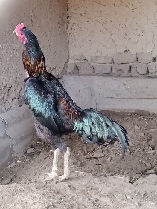 Түлек қораз сатылады