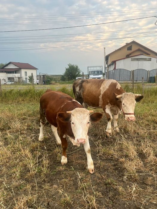 Vând vaca de lapte bălțată gestanta și un vițel
