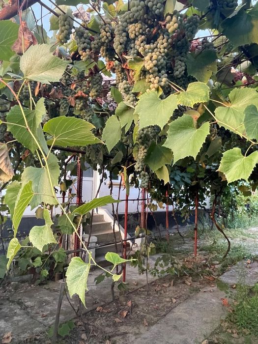 Casă locuibilă + 4.131 mp teren,județ Gorj, comuna Vladimir, sat Frasin.