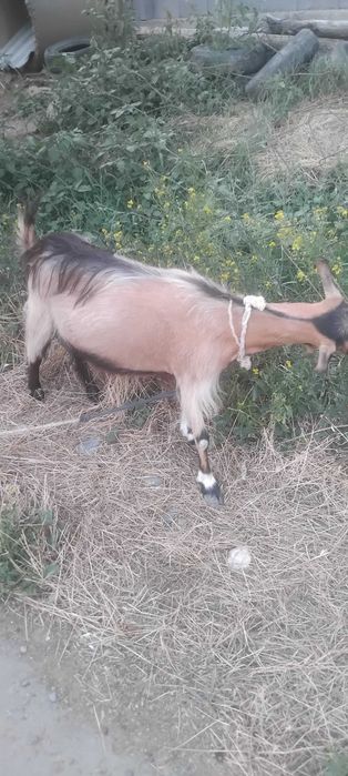 Zotdor alpin echki