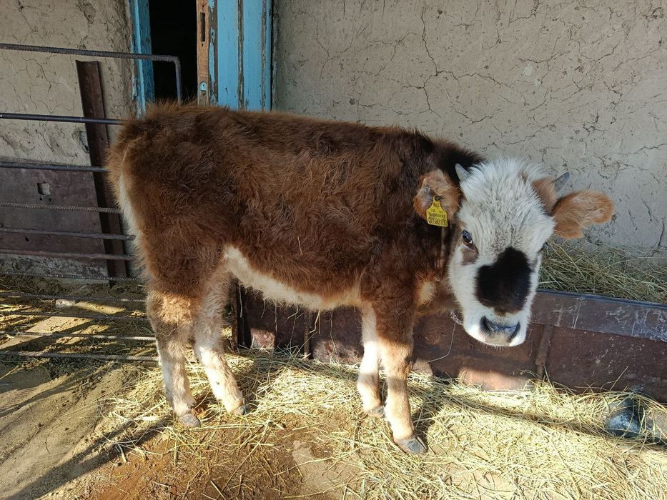 Тайыншалар сатылады бірге 550мың(сауда бар)