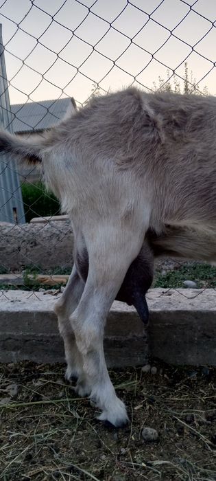 Орыс ешкі лағымен