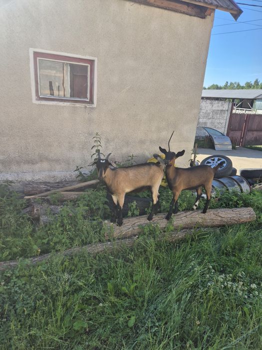 Iede alpina franceză