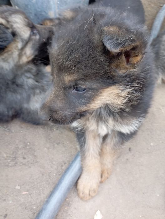 Продам в собаки животные