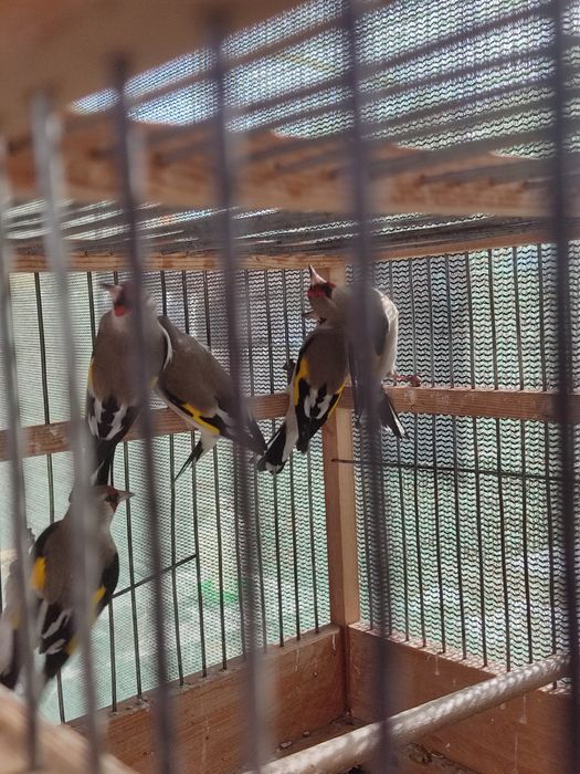 Птица певчая щегол